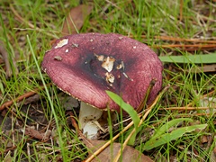 Russula turci