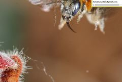 Hoplitis beijingensis