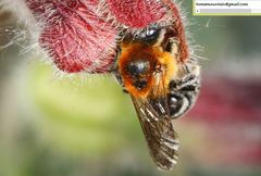 Hoplitis beijingensis