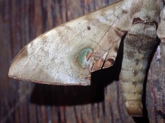 Daphnusa ocellaris