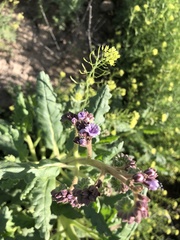Phacelia integrifolia