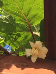 Actinidia