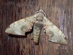 Daphnusa ocellaris