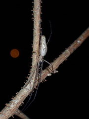 Tetragnatha praedonia