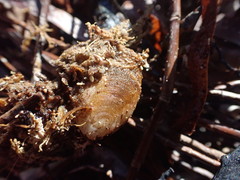 Vulsella ovata