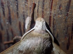 Daphnusa ocellaris