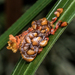 Monkey Slug Moth - Photo (c) David Monroy R, some rights reserved (CC BY-NC), uploaded by David Monroy R