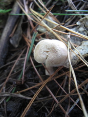 Inocybe sindonia