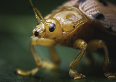 Podontia quatuordecimpunctata