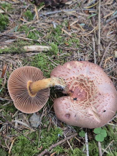 Brownish Chroogomphus