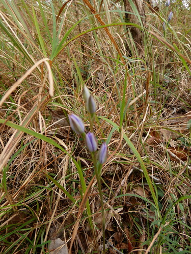 Thelymitra queenslandica