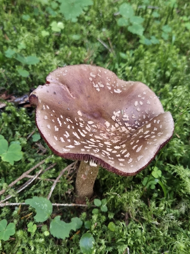 blusher