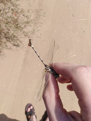 Lindenia tetraphylla