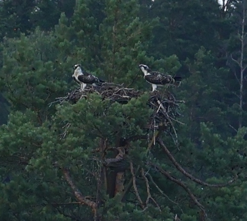 Osprey