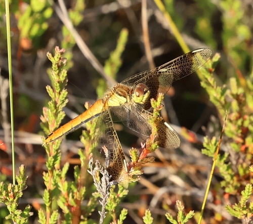 Banded Darter