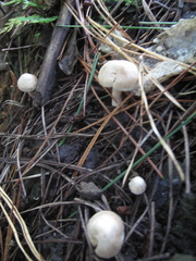 Inocybe sindonia