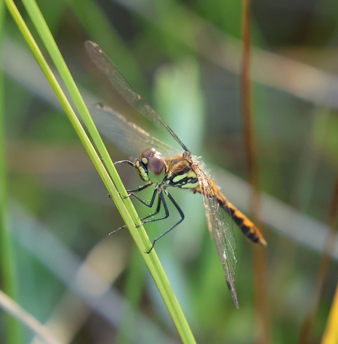 Black Meadowhawk