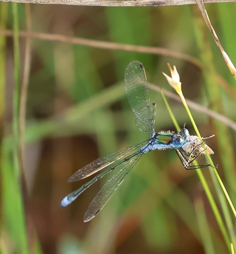 Common Spreadwing
