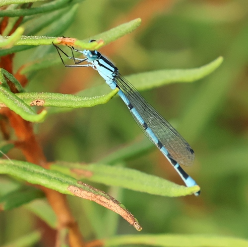 Common Blue Damselfly