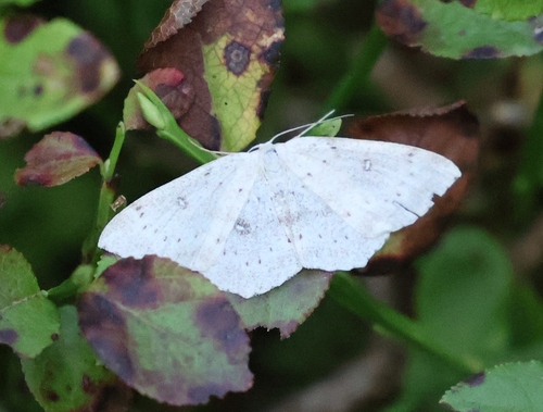 Birch Mocha