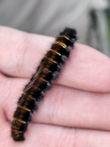 Fox Moth