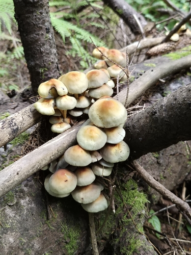 Sulphur Tuft