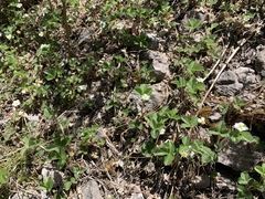 Fragaria vesca bracteata