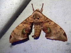 Daphnusa ocellaris