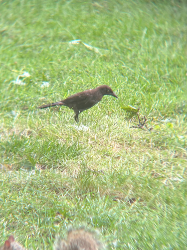 Common Grackle observed by jpossehl