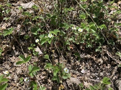 Fragaria vesca bracteata