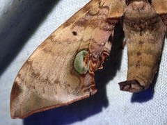 Daphnusa ocellaris