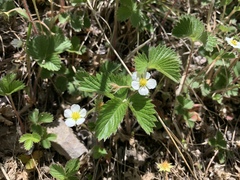 Fragaria vesca bracteata