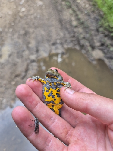 Yellow-bellied Toad