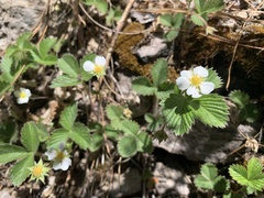 Fragaria vesca bracteata