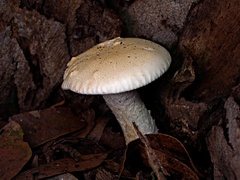 Leucopaxillus cerealis