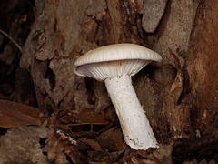Leucopaxillus cerealis