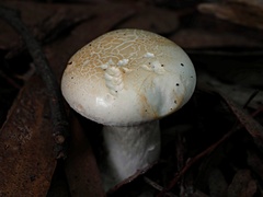 Leucopaxillus cerealis