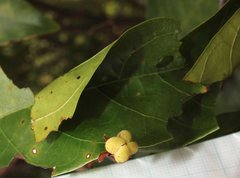 Sterculia lanceolata