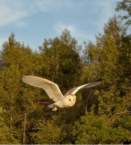 Western Barn Owl observed by purplesusieq