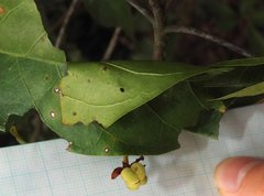 Sterculia lanceolata
