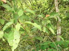 Sterculia lanceolata