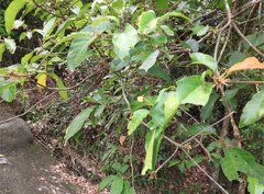 Sterculia lanceolata