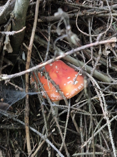 Fly Agaric