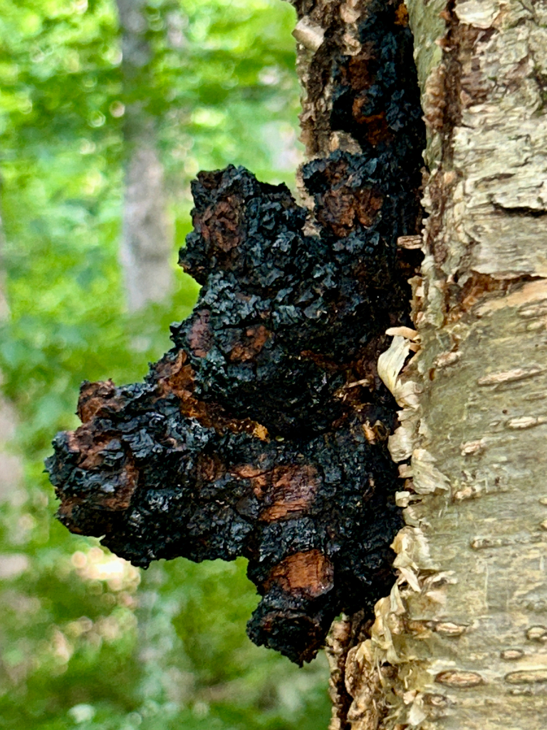 chaga · August 2026 · photo: Photo: (c) martin_livezey, some rights reserved (CC BY) · iNaturalist