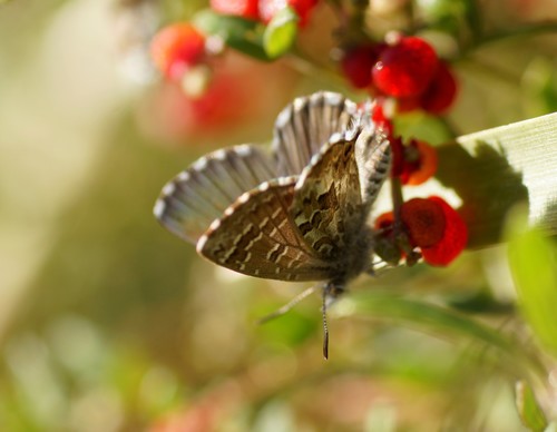 Saltbush Blue