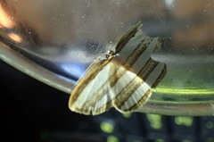 Drapetodes matulata