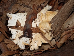 Leucopaxillus cerealis