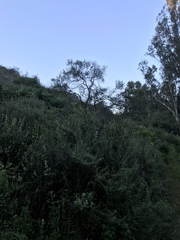 Ceanothus verrucosus