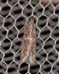 Cryptoblabes plagioleuca