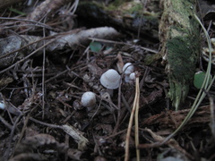 Inocybe sindonia